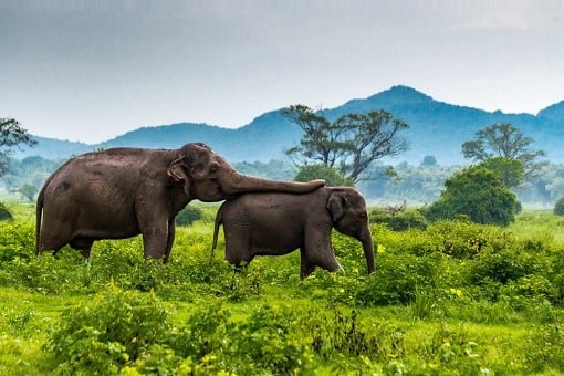 sri lanka