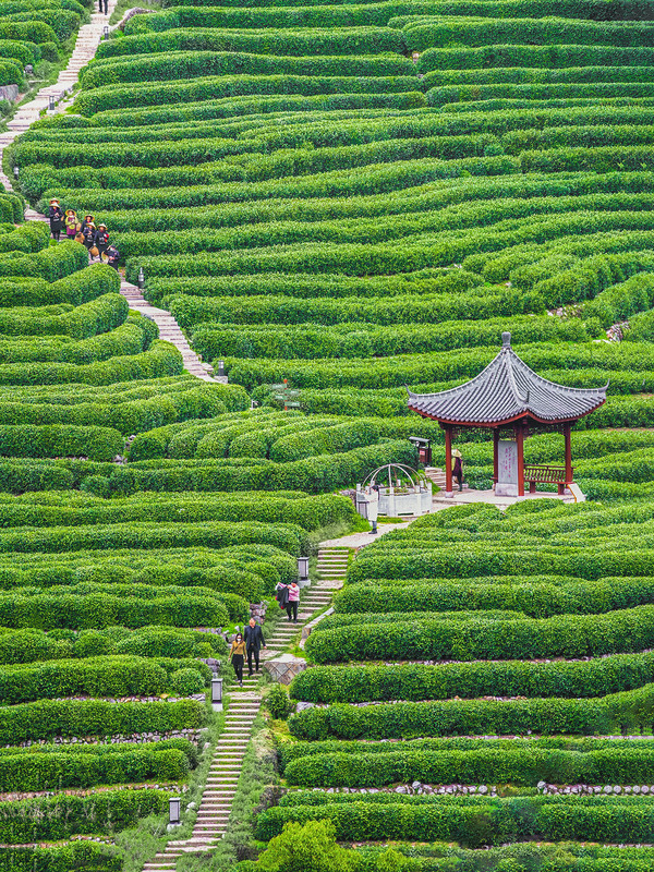 Чаена плантация